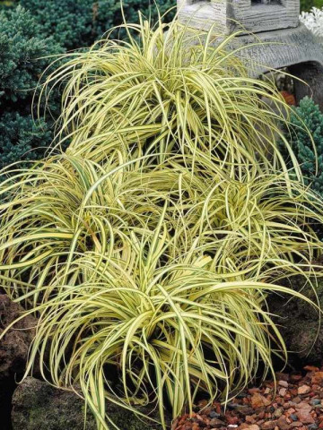 Carex Evergold (ghiveci 1,5 l), planta perena ornamentala rogoz, culoare verde-aurie