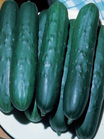 Castraveti Lungo Ortolani (60 seminte) de castraveti lungi de salata, Prima Sementi