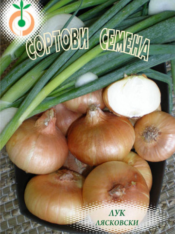 Ceapa LIASKOVSKI - 2 gr - Seminte de Ceapa soi bulgaresc Florian Bulgaria
