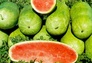 Charleston Gray - 100 gr - Seminte Pepene Verde Soi Semitimpuriu Suculent si Dulce de la Raci Italia