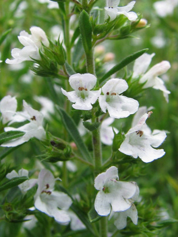 Cimbru de iarna (ghiveci 10,5 cm), rasad planta aromatica Satureja montana