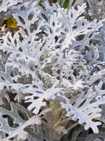 Cineraria (0.1 gr) seminte de planta cu frunze decorative de culoare cenusie, Agrosem
