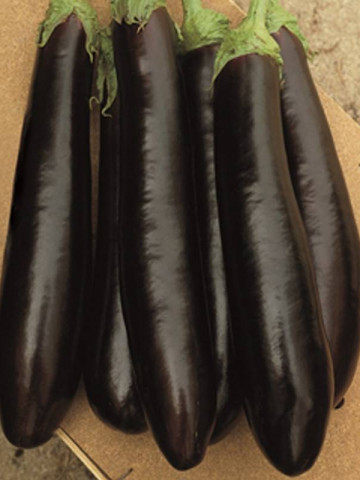 Claudia F1 (500 seminte) de vinete cu fructe ferme alungite excelent fixate pe planta ajungand la o greutate de 250-300 grame/fruct cu maturitate timpurie, ISI Sementi