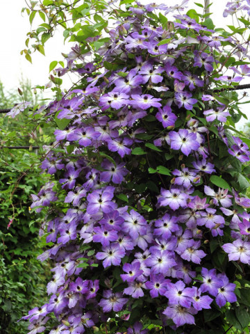 Clematite Cloudburst (1.5 m in ghiveci de 2 L) tufa ornamentala cataratoare Clematis, cu flori colorate in purpuriu intens si roz, in contrast cu centrul galben-pal