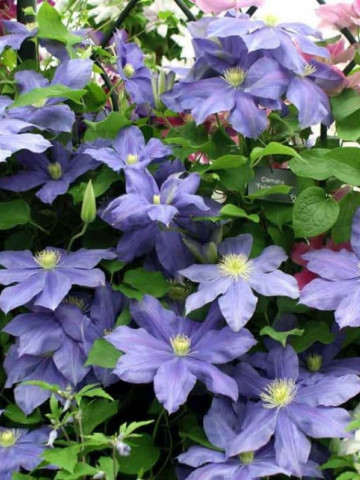Clematite Fujimusume (1.5 m in ghiveci de 2 L), tufa ornamentala cataratoare Clematis, hibrid japonez cu flori incantatoare de culoare albastru luminos, cu stamine galbene in centru