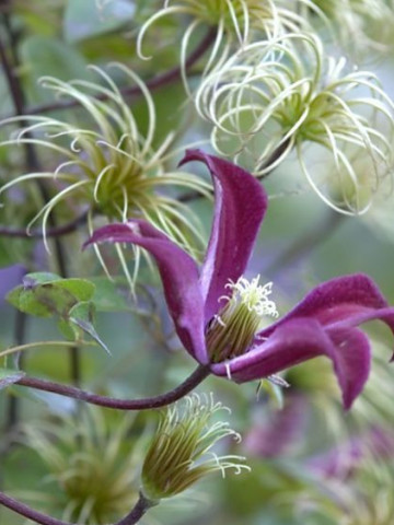 Clematite Gravetye Beauty (1.5 m in ghiveci de 2 L) tufa ornamentala cataratoare Clematis, cu flori deosebite in forma de crin, de culoare rosu profund si fructe pufoase decorative