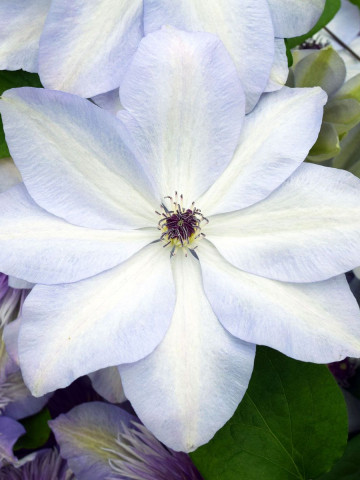 Clematite Ivan Olsson (1.5 m in ghiveci de 2 L), tufa ornamentala cataratoare Clematis, cu flori elegante, albe cu umbre de albastru deschis pe margini