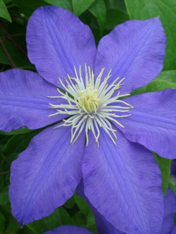 Clematite Lasurstern (1.5 m in ghiveci de 2 L) tufa ornamentala cataratoare Clematis, cu flori foarte mari, colorate in nuante de albastru-lavanda, clematita premiata