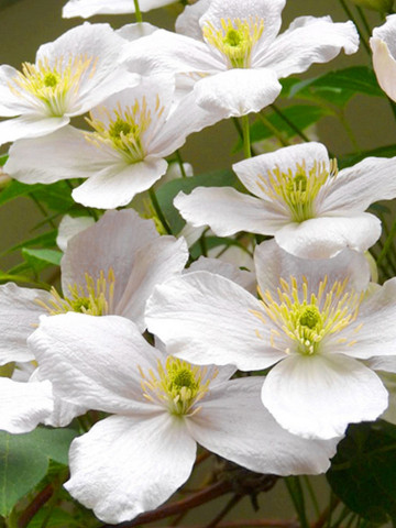 Clematite Marie Boisselot, tufa ornamentala cataratoare Clematis, cu flori mari, de un alb pur si stamine aurii , Yurta