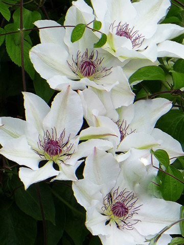 Clematite Matka Urszula Ledochowska (1.5 m in ghiveci de 2 L), tufa ornamentala cataratoare Clematis, hibrid foarte timpuriu cu flori superbe albe, cu stamine rosii