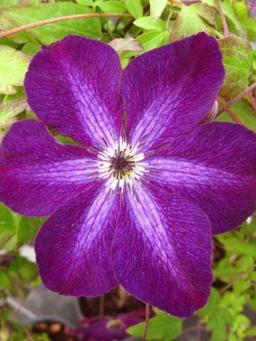 Clematite Night Veil (1.5 m in ghiveci de 2 L), tufa ornamentala cataratoare Clematis, hibrid japonez cu flori colorate in purpuriu-violet si alb