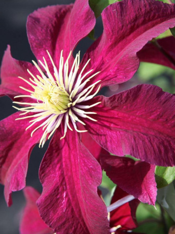 Clematite Niobe (ghiveci 2 L), tufa ornamentala cataratoare Clematis, flori mari, catifelate, colorate in nuante de rosu-rubiniu, stamine galbene
