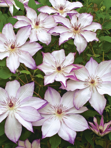 Clematite Omoshiro (1.5 m in ghiveci de 2 L), tufa ornamentala cataratoare Clematis, varietate japoneza cu flori mari, intr-o combinatie delicata de alb si roz