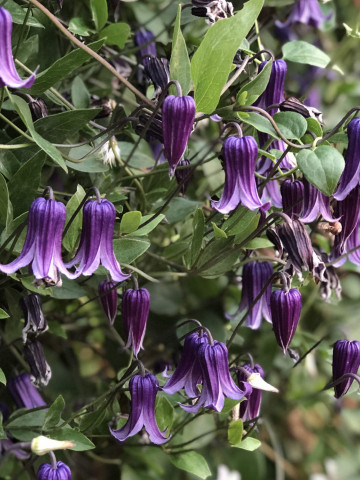 Clematite Rooguchi (1.5 m in ghiveci de 2 L) tufa ornamentala cataratoare Clematis, clematita cu cea mai lunga perioada de inflorire, cu flori gratioase in forma de clopotei de culoare albastru-violet