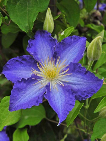 Clematite Stefan Franczak (1.5 m in ghiveci de 2 L), tufa ornamentala cataratoare Clematis, varietate cu flori superbe, albastre