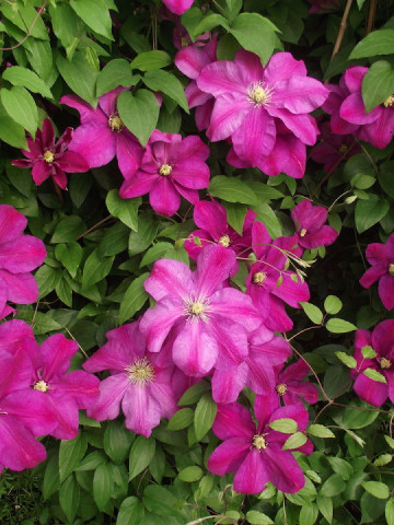 Clematite Sunset (ghiveci 2 L) cu flori mari, stelate, cu petale colorate intens in bordo si purpuriu, cu centrul auriu, planta cataratoare Clematis, Yurta