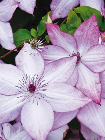 Clematite Utopia (ghiveci 2 L), tufa ornamentala cataratoare Clematis, flori stelate roz-zmeuriu cu roz-violet