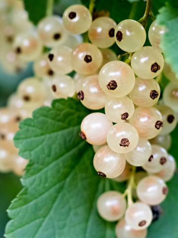 Coacaz alb Ribes rubrum (1 butas in ghiveci 2 l), butasi de coacaze albe cu fructe aromate, dulci, Yurta