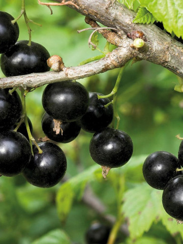 Coacaz negru Deea, butas de coacaze negre soi viguros, rezistent la boli, cu fructe mari, Yurta