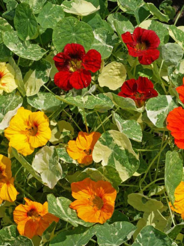 Condurul Doamnei Alaska (2 gr) seminte Tropaeolum nanum Alaska, frunze decorative verde cu alb, Opal