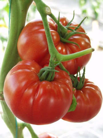 Country Taste (10 seminte) de rosii nedeterminat foarte gustoase gen rosii romanesti, Nunhems