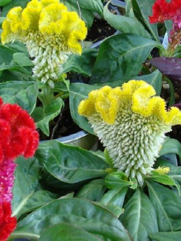 Creasta Cocosului batuta mix (440 seminte) planta anuala, flori viu colorate, galbene, rosii, roz, Agrosem