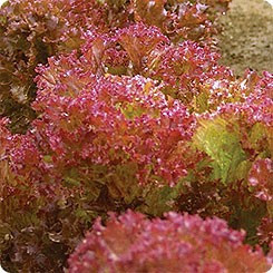 Crimson - 2 gr - Seminte de Salata Crimson tip Lolo Roso de la Florian Bulgaria
