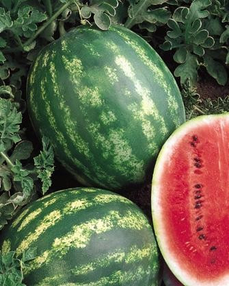 Crimson Glory F1 (5000 seminte) pepene verde tip Crimson, Seminis