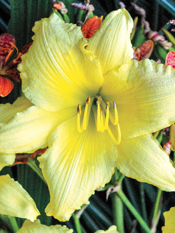 Crin Hemerocallis Big Time Happy (ghiveci 1,5 L), crin de o zi cu flori mari, gofrate, galben luminos