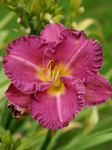 Crin Hemerocallis Entrapment (ghiveci 1,5 L), crin de o zi cu flori mari, gofrate, culoare violet aprins