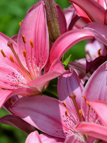 Crini Asiatic Pink (3 bulbi), culoare crin roz delicata, bulbi de Crini
