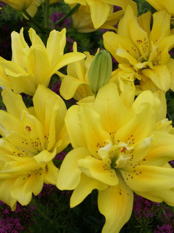 Crini Fata Morgana (1 bulb) culoare floare galben stralucitor, bulbi de flori