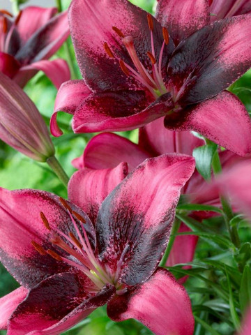 Crini Purple Eye (3 bulbi), culoare floare bordo, bulbi de flori