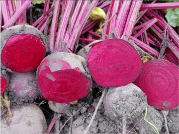 CRX 404 - 10.000 sem - Seminte de sfecla rosie cu perioada de vegetatie de 90 de zile foarte productiva rezistenta la boli si este destinata consumului in stare proaspata si industrializare de la Cora Seeds