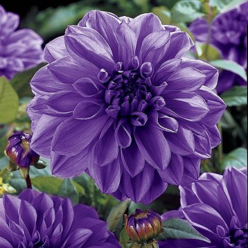 Dalie Blue Boy (1 bulb), floare culoare mov deschis, bulbi de flori