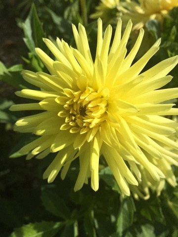 Dalie Cactus Yellow (1 bulb), floare galbena anuala, bulbi de flori