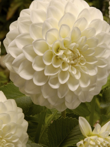 Dalie Decorative White (1 bulb), floare alba anuala, bulbi de flori