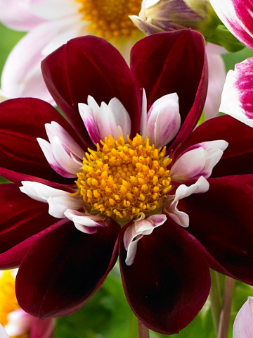 Dalie Night Butterfly (1 bulb), floare culoare visiniu cu alb, deosebit de frumoasa, bulbi de flori