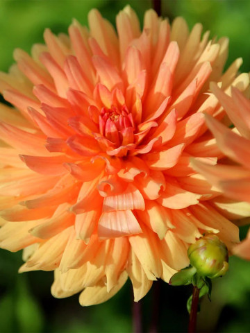 Dalie Noordwijks Glorie (1 bulb), floare culoare portocalie, bulbi de flori