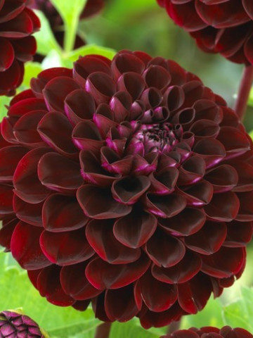 Dalie Pompon Dark Red (1 bulb), culoare rosu cu negru, deosebita, bulbi de flori