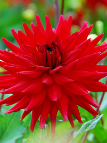 Dalie Red Pigmy (1 bulb), flori rosii, semi-cactus, bulbi de flori
