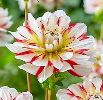 Dalie Short Track (1 bulb), floare culoare alb cu rosu, bulbi de flori
