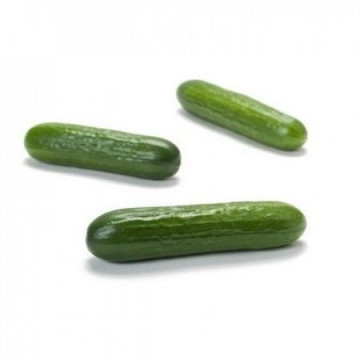 Deltastar F1 - 1000 sem - Seminte de castraveti semilungi pentru sere si solarii 16-18 cm culoare verde inchis de la Rijk Zwaan