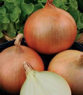 Densidor (1 kg) seminte ceapa galben-aurie uniforma, pastrarea termen lung, ISI Sementi
