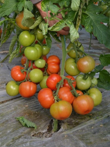 Devonet F1 (500 seminte), rosii crestere semideterminata extratimpurii, Syngenta
