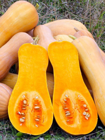 Dovleac Butternut Rugosa (3.000 seminte) seminte de dovleac placintar cilindric-alungt, Agrosem