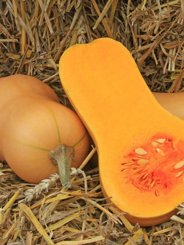 Dovleac Waltham Butternut (8 seminte) dovleac placintar in forma de para, Agrosem