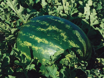 Eletta F1 (250 seminte) pepene verde foarte dulce, De Ruiter Seeds