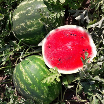 Eros F1 - 500 sem - Seminte de pepene verde tip Crimson cu fruct rotund miez rosu greutate de 10-12 kg ce se preteaza pentru cultivare in tunel si in camp deschis de la Esasem