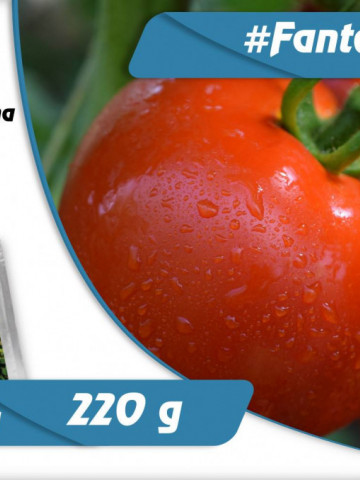 Fantom F1 (1 gr) seminte tomate nedeterminate semitimpurii, Superior Seeds Serbia